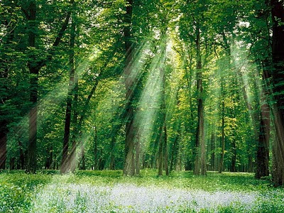 rayos-de-sol-penetrando-en-el-interior-del-bosque