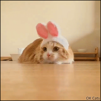 Funny Cat GIF • Cabbit with pink ears, hunting mode activated. So cute and funny Kitty [ok-cats.com]