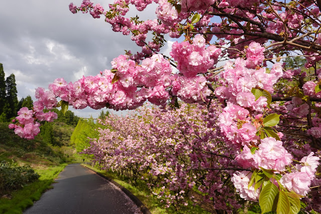 鳥取県西伯郡伯耆町小林 マウンテンストリームきしもと ヤエザクラ（八重桜）