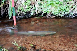 Spawning Steelhead