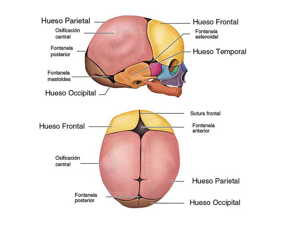 Anatomía Humana