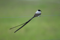 Fork-tailed Flycatcher, front view – Columbia – Oct. 2009 – photo by Rogier Klappe