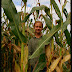 How Many Cobs on a Corn Stalk?