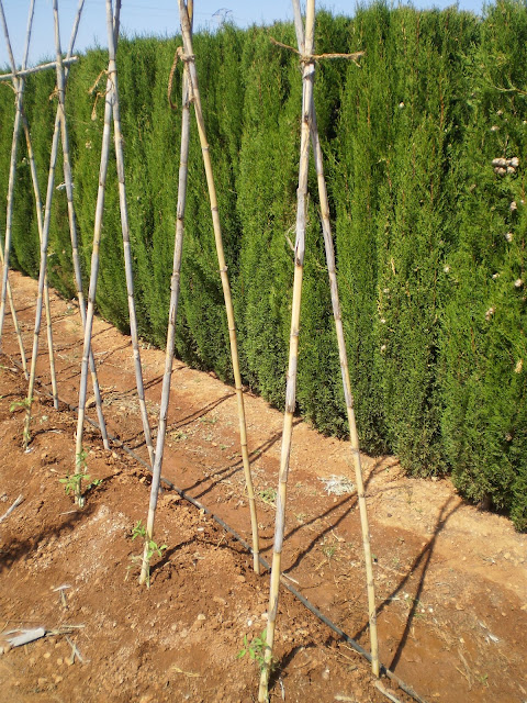 Colocar cañas tomates.