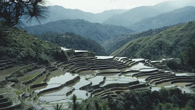 Rice terraces in Bontoc