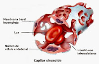 Resultado de imagen para capilar sinusoide