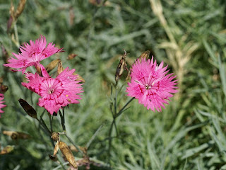 Œillet bleuâtre - Œillet bleu - Œillet de Grenoble - Dianthus gratianopolitanus