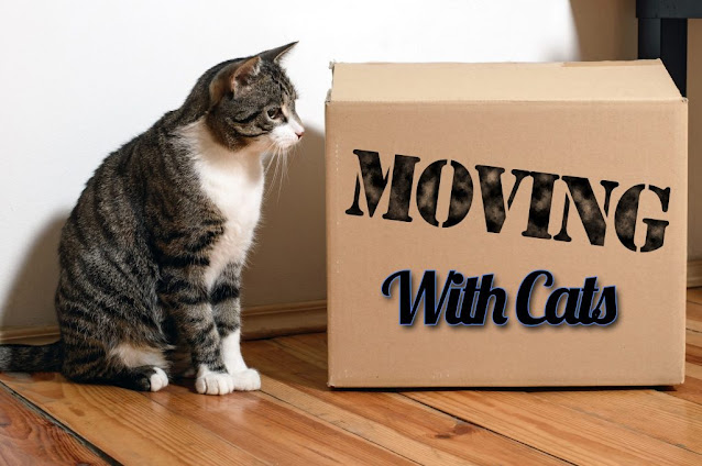 Hire 5th.in Packers and Movers For House Moving With Cat