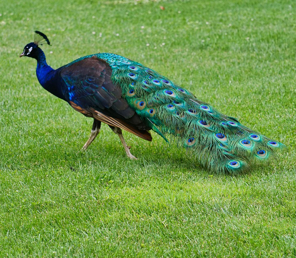caring for peacocks, how to care for peacocks, peacock caring, caring peacocks, peacock caring tips