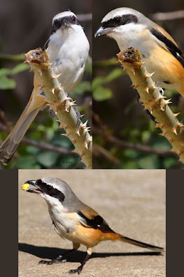 "Long-tailed Shrike - Lanius schach, a collage of the bird in different poses."