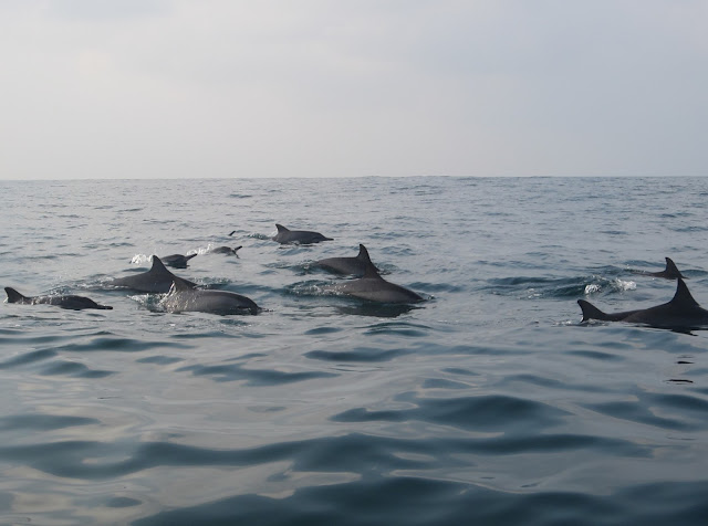 Yuk..!! Lihat Lumba-Lumba Di Teluk Kiluan Lampung, Silahkan Share..!!