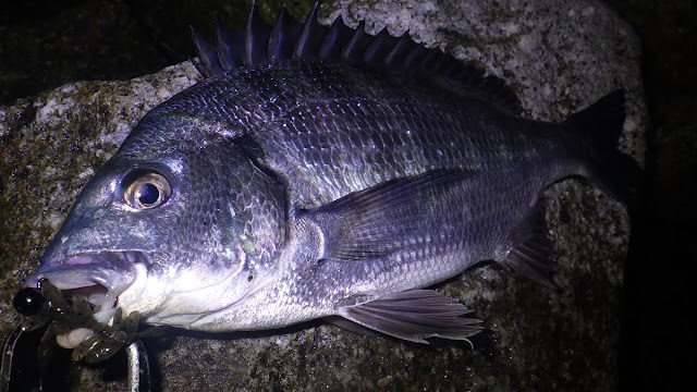 クロダイ ボトムチニング 湾奥 河川 Chinu HEAD (チヌヘッド) SV-30 1/16oz.(1.8g) ＋ JACKALL シザーコーム 2.5inch