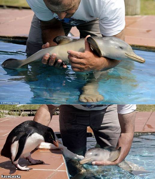 21 Foto Yang Harus Anda Lihat Setelah 21 Mei 2011 Berlalu - Sebuah pertemuan antara bayi penguin dengan bayi lumba-lumba