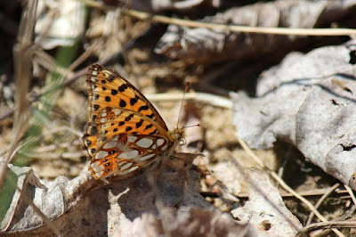 Kleine Parelmoervlinder - Lytse Parlemoerflinter - Issoria lathonia