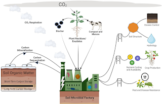 soil organic carbon is both accumulated and utilized by soil microbes to power a broad suite of ecosystem services