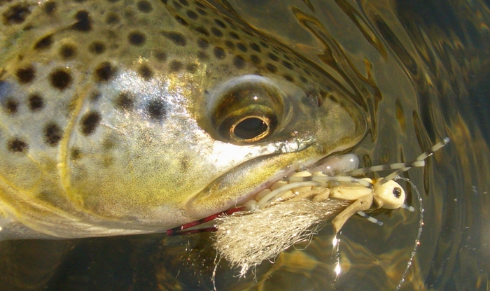 Gorge Fly Shop Blog: Hopper Fishing for Trout