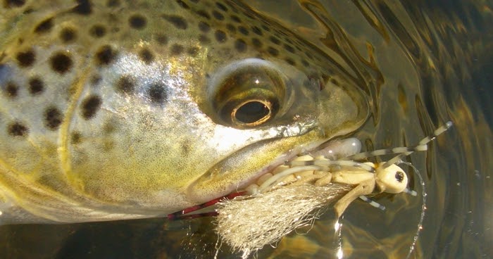 Gorge Fly Shop Blog: Hopper Fishing for Trout