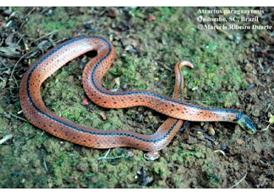 Culebra guaraní (Atractus paraguayensis)