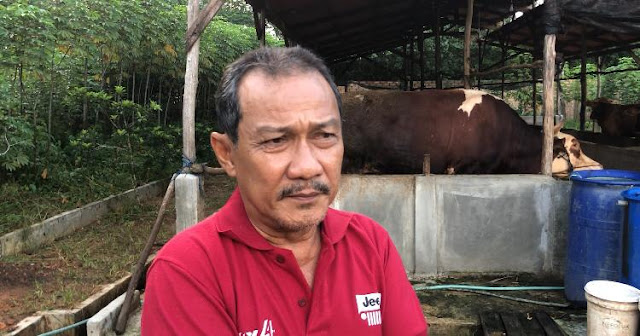 Peternak Sapi di Tanjungpinang Keluhkan Kebijakan Pemerintah yang Melarang Pengiriman Sapi ke Kepri