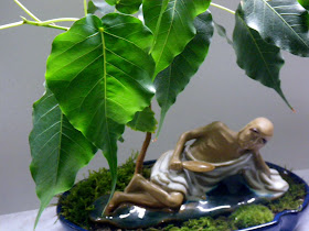 Buddha meditating under Ficus Religiosa  (Boo tree)  Bonsai 