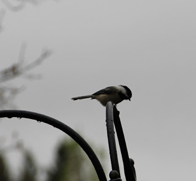 chickadee in April rain