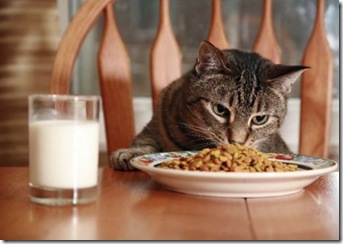 alimentos-no-recomendados-para-tus-mascotas
