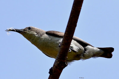 Purple Sunbird