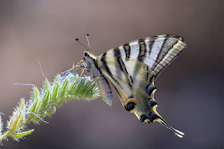 mariposa-podalirio-iphiclides-podalirius-