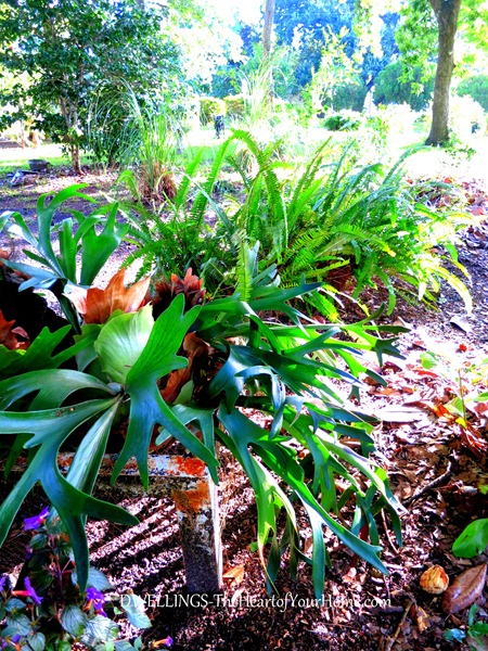 staghorn-boston-fern