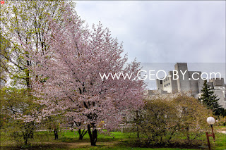 Minsk. Sendai Public Garden. Sakura blossom. Hanami 花見