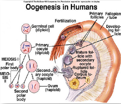 Oogenesis pada manusia