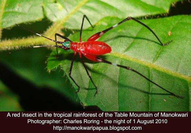 Red weevil