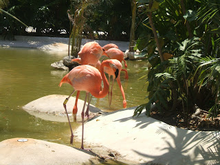 There was a lovely Flamingo area at the resort. Did you know that they get their lovely peach colour from the sea shells in their diet