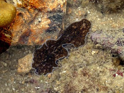 marine flatworm, Acanthozoon sp.