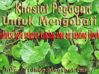 pengobatan herbal alami untuk mengobati infeksi saluran kencing atau air kencing keruh