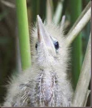 Amazing Pictures of Animals photo Nature exotic funny incredibel Zoo,bird, Little Bittern, Alex (7)