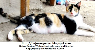 Foto de una gata preñada mostrando sus tetitas. Foto de gata de Jesus Gómez