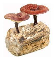 Mushroom Spawn Supplier In Nashik
