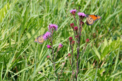 monarch butterflies on blazing star