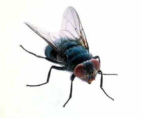 Housefly Insect Facts  Musca domestica - A-Z Animals