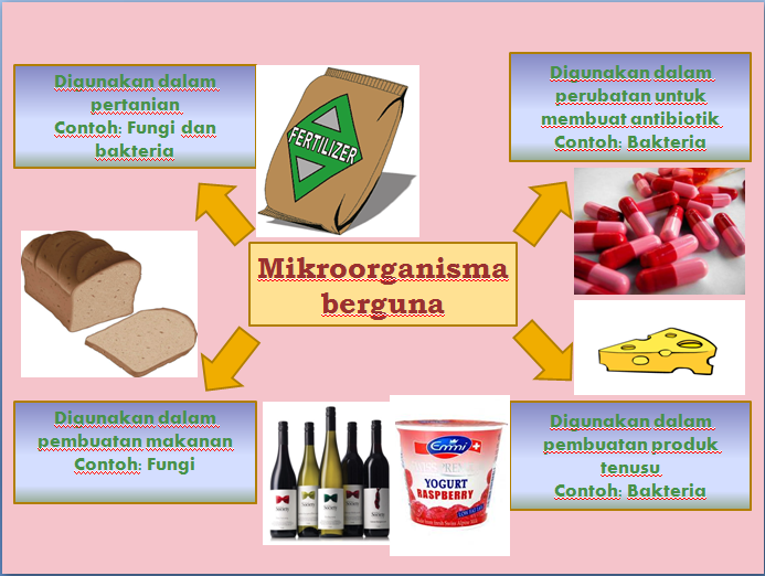 MIKROORGANISMA  PENDIDIK MUDA