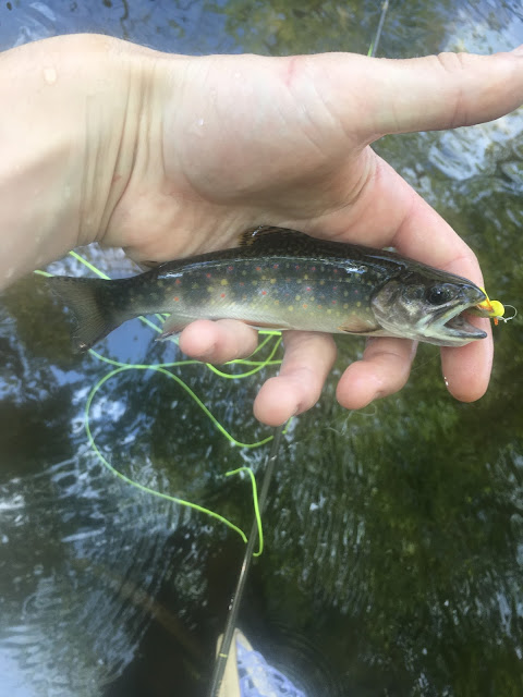 massachusetts beaver pond wild brook trout fly fishing