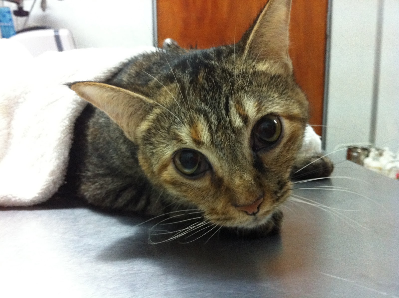 Mongrel atau Kucing  Tempatan Penjagaan Kesihatan Kucing 