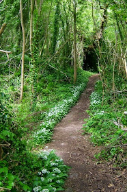 Landslip path among trees, Shanklin