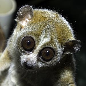Conservation Ecology: Downfall of the Slow Loris?