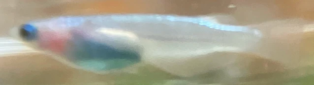 ラズリーメダカ 稚魚 ２１７日目