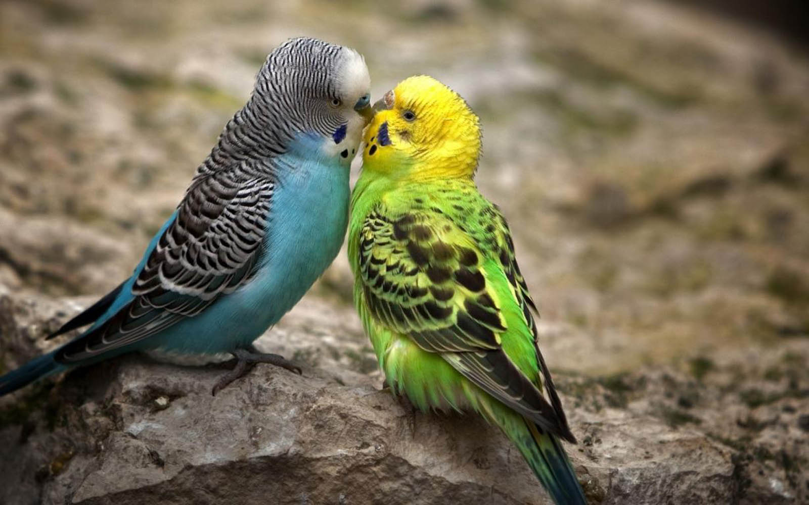 Tag: Love Birds Wallpapers, Backgrounds, Photos,Images and Pictures 