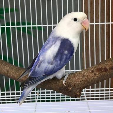  Jenis Mutasi Warna Lovebird Violet Beserta Ciri Ciri 