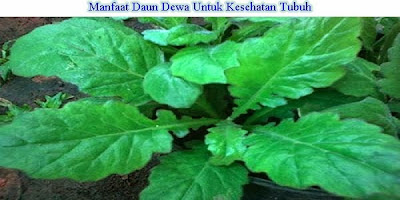 Manfaat Daun Dewa