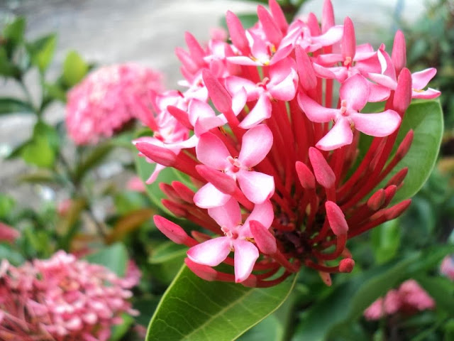 Ixora Coccinea Pink Half Bloom